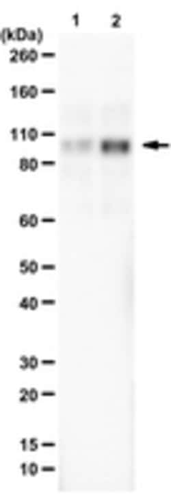4EBP2 Mouse anti-Human, Clone: 16D9.1, MilliporeSigma:Antibodies:Primary